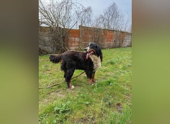 FRIDA - die freundliche, verspielte Hündin mag Menschen + Artgenossen und sucht ein neues Zuhause
