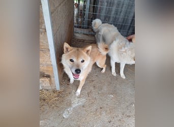 Bibi-Biszu PP – zarte Shiba-Hündin sucht liebevolles Zuhause