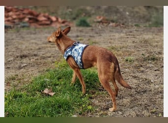 Lady(TO) tolle kleine Dame die noch viel lernen will
