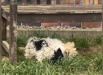 Wunderschöne Yorkipoo Welpen in Sonderlackierung