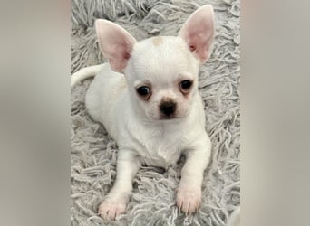 Chihuahua Rüden 9 Wochen alt mit Ahnentafel