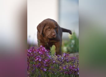 Aussiedor Aussiedorwelpe Welpe Australien Shepherd x Labrador