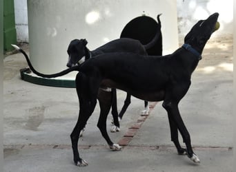 Faro2 05/2022 (in Deutschland) - verspielter und lieber, bezaubernder Galgo!