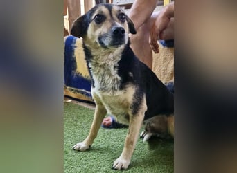 Muffin möchte aus dem Shelter geholt werden
