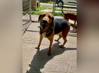 Junger Mischlingsrüde MARLEY (3 Jahre) sucht eine Familie