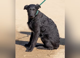 Feri, hat das Zeug für einen tollen Familienhund