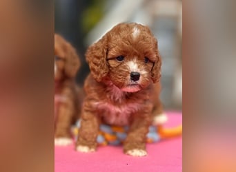 Exklusive Maltipoo Welpen im Red Apricot in Liebevolle Hände abzugeben Malteser/Pudel