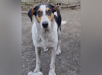 Dino ❤️ aufgeweckter, lieber Traumhund