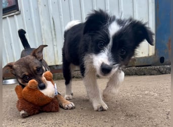 Neugieriger EDISON ist verspielt und liebt kuscheln