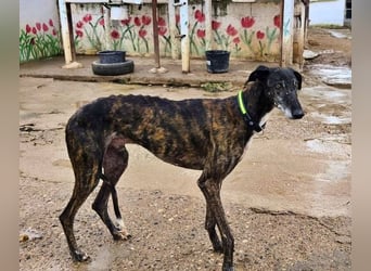Hamu, RESERVIERT Galgo Rüde mit ruhigem zugewandten Gemüt