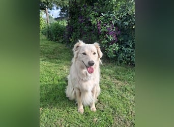 Taxo ist ein ruhiger, verschmuster Hund