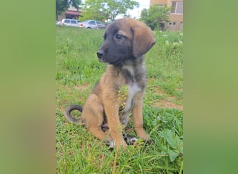 Jacky - neugieriges Hundemädchen