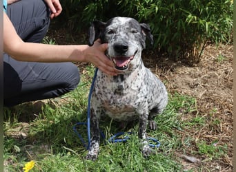 Zauro, Mix Bobtail / Briard / Cattle Dog, lieb und sozial