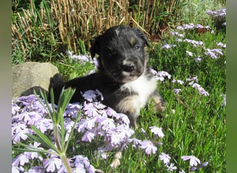 Mini Aussie Welpen Miniatur Australian Shepherd Welpen Welpe