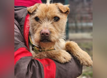 Livi- bezaubernde Hundedame auf der Suche nach einer Familie