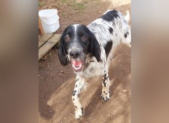 Leroy - super freundlich sucht Familienanschluss