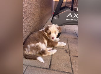 Australian Shepherd Something Special
