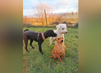 Mimi und Matyi suchen gemeinsam ein neues Zuhause