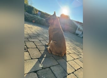 ZuHause gesucht für Jin