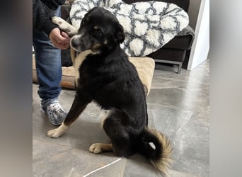 Socke - absoluter Familienhund