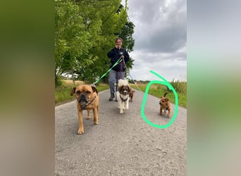 Kleiner Nikki(5 Mon,4,5 kg, 20 cm)sucht liebevolles Zuhause