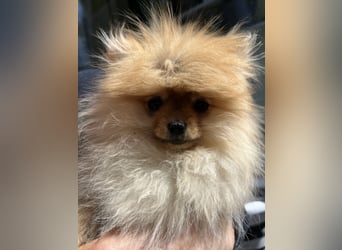 Zuckersüße Pomerania / zwergspitz Welpen