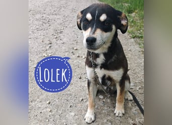 Lolek ein zarter sensibler Rüde