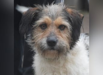 Larry - charmanter, freundlicher Terrier Mix Rüde