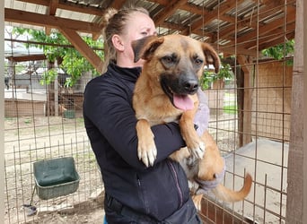 ♥HELIA♥ so liebe und menschenbezogene rehbraune Hündin, die sich so nach uns Menschen sehnt 48 cm