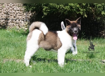 Echte reinrassiger American Akita Hündin