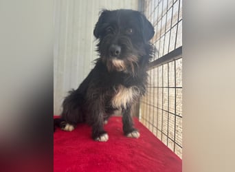 Kimani, Schnauzer-Mix, Hündin, geb. 01.11.2023, ca. 40 cm, 12 kg