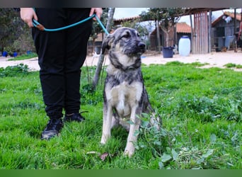 Rico  - Mix Schnauzer / Schäferhund, lieb und verträglich