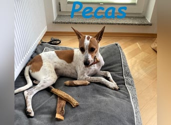 NOTFALL!! PECAS RENNT DIE ZEIT DAVON!! geb. 05/2022 (in Deutschland)