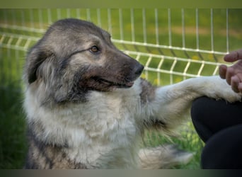 Seelen- und Herzenshund Sora