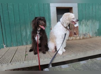 Nougat und Luna, Chinesischer Schopfhund, geb. 2022, Traumpaar sucht erfahrenes Zuhause