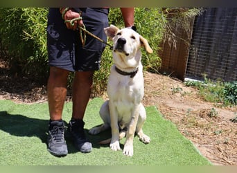 Dusty, Labrador-Mix, lieb und sozial