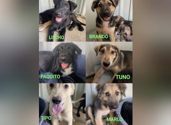 Tipo - welpentypisch verspielter und lebhafter Rüde / z.Zt. noch in Spanien