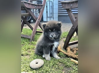 Zauberhafte Pomsky Welpen suchen ihr neues Zuhause! (ab 22.05.2025)