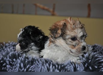 Wunderschöne Yorkipoo Welpen in Sonderlackierung