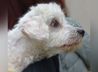 Marley 2, Malteser-Mischling