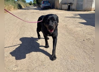 liebe Kenia sucht ihr Zuhause im Glück