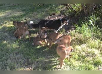 Brauni, ein verspieltes Hundekind auf der Suche nach einem Zuhause fürs Leben