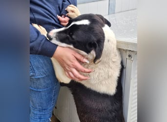 Mella - Gute-Laune-Hund
