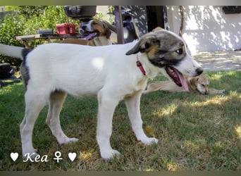 Marla, Scippy und Kea auf der Suche nach ihrer Familie