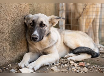 Pebbles - Husky mix