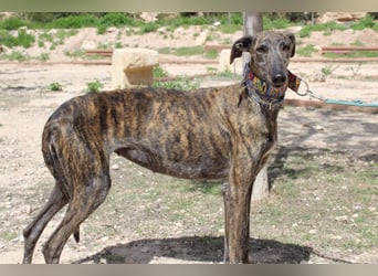 CORA-zarte Galgo-Seele auf der Suche nach einem liebevollen Zuhause
