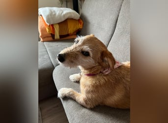 ZARA ❤️ ein süßer Schatz, Pflegefamilie Elsdorf