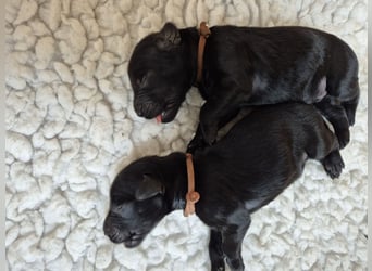 Schwarzer Flat Coated Retriever Rüdenwelpe