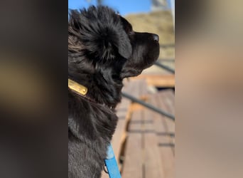 Sherlock sucht DRINGEND neues Zuhause für immer