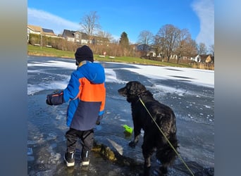 Sandro - kinderlieb, freundlich, gechillt